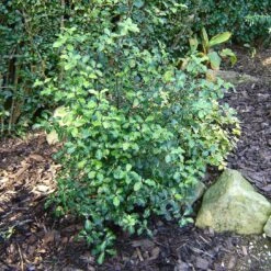 Best Evergreen Shrubs -Greenzy Sales Store SHR0058 1 7996062c 7e99 4022 894d ca68e24e645b