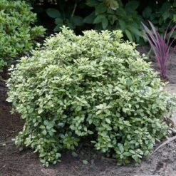 Best Shrubs For Borders 8 Best Shrubs For Borders -Greenzy Sales Store SHR0058 3 47341af6 845c 419d 9b76 6812597f7149