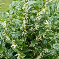 Best Flowering Evergreen Shrubs 7 Best Flowering Evergreen Shrubs -Greenzy Sales Store SHR0062 1 f7e44b35 4443 4e1f b9ca 5dd40e3c765d
