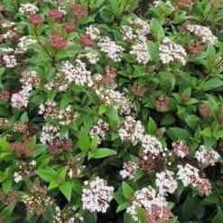 Best Fast Growing Shrubs 7 Best Fast Growing Shrubs -Greenzy Sales Store SHR0064 6 946fc09a 42cd 431c afad a8c0b1ec3ad8