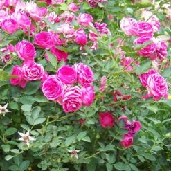 'Antike' Climbing Rose -Greenzy Sales Store SHR0066 3