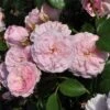 'My Beloved Mother' Shrub Rose -Greenzy Sales Store SHR0067 1