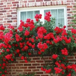'Don Juan' Climbing Rose -Greenzy Sales Store SHR0069 3
