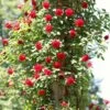'Don Juan' Climbing Rose -Greenzy Sales Store SHR0069 4