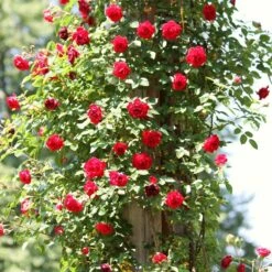 Repeat Flowering Climbing Rose Collection 10 Repeat Flowering Climbing Rose Collection -Greenzy Sales Store SHR0069 4 9ae142bb fe7a 4856 a256 ba093ca98e65