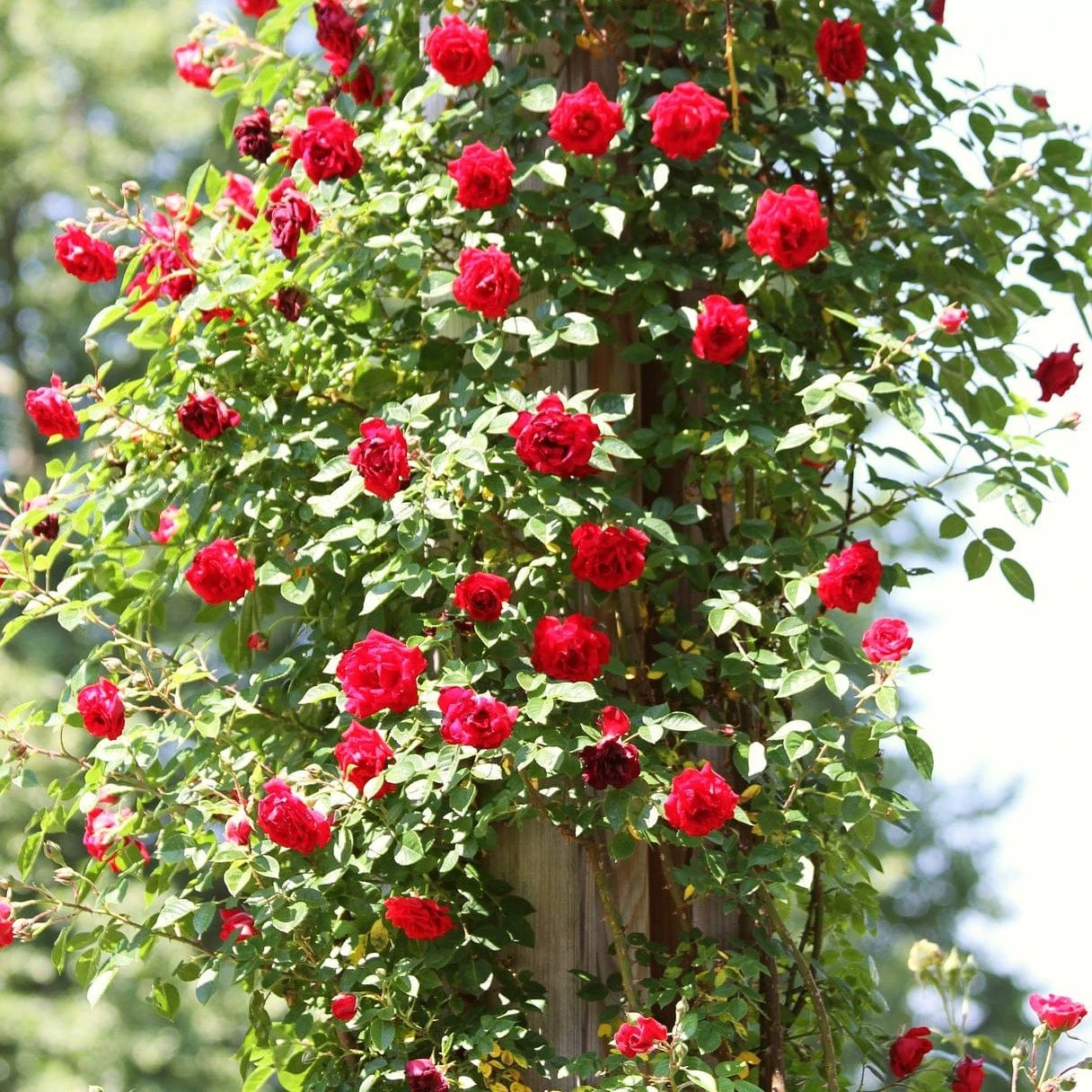 Repeat Flowering Climbing Rose Collection 5 Repeat Flowering Climbing Rose Collection - Image 5