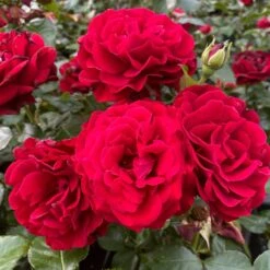 'Hallie Bella®' Shrub Rose