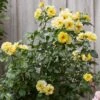 'Golden Showers' Climbing Rose -Greenzy Sales Store SHR0071 1