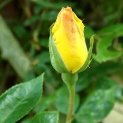 'Golden Showers' Climbing Rose -Greenzy Sales Store SHR0071 2