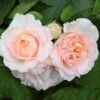 'Clair Renaissance®' Shrub Rose 9 'Clair Renaissance®' Shrub Rose -Greenzy Sales Store SHR0073 1