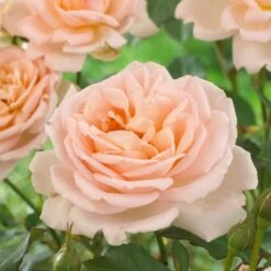 'Clair Renaissance®' Shrub Rose -Greenzy Sales Store SHR0073 2