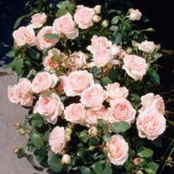 'Clair Renaissance®' Shrub Rose -Greenzy Sales Store SHR0073 3