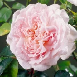 'Clair Renaissance®' Shrub Rose -Greenzy Sales Store SHR0073 4
