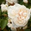 'Eisa Courtyard®' Climbing Rose -Greenzy Sales Store SHR0074 1
