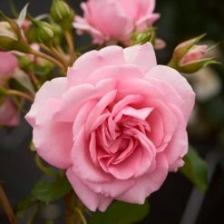 'Mamma Mia Courtyard®' Climbing Rose