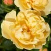 'Mapale Courtyard®' Climbing Rose -Greenzy Sales Store SHR0078 1