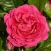 'Pasillo Courtyard®' Climbing Rose -Greenzy Sales Store SHR0081 1