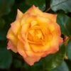 'Redova Courtyard®' Climbing Rose -Greenzy Sales Store SHR0082 1