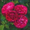 'Raspberry Ripple®' Shrub Rose -Greenzy Sales Store SHR0084 1