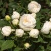 'Lenka Frayla®' Shrub Rose 10 'Lenka Frayla®' Shrub Rose -Greenzy Sales Store SHR0085 1