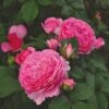 'Ava Bella®' Shrub Rose -Greenzy Sales Store SHR0086 1