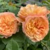 'Mia Bella®' Shrub Rose 6 'Mia Bella®' Shrub Rose -Greenzy Sales Store SHR0088 1