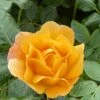 'Zara Bella®' Shrub Rose -Greenzy Sales Store SHR0090 1
