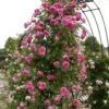 'Parade' Climbing Rose -Greenzy Sales Store SHR0091 1