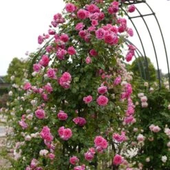 'Parade' Climbing Rose
