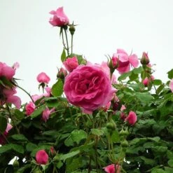 'Parade' Climbing Rose -Greenzy Sales Store SHR0091 3