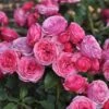 'Bridal Wishes®' Shrub Rose -Greenzy Sales Store SHR0092 1