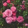 'My Beloved Father®' Shrub Rose -Greenzy Sales Store SHR0093 1