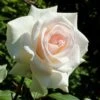 'Swan Lake' Climbing Rose -Greenzy Sales Store SHR0094 1