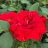 'Jewel In The Crown®' Shrub Rose 11 'Jewel In The Crown®' Shrub Rose -Greenzy Sales Store SHR0095 1