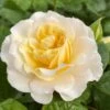'Ray Of Sunshine®' Shrub Rose -Greenzy Sales Store SHR0096 1