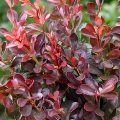 Best Mixed Coastal Hedging | Growers' Choice 13 Best Mixed Coastal Hedging | Growers' Choice -Greenzy Sales Store SHR0167 1 577cfd77 1828 48c9 89b4 bedca3f28d90