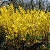 Golden Bells | Forsythia Intermedia 'Spectabilis' -Greenzy Sales Store SHR0170 1