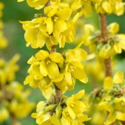 Best Mixed Coastal Hedging | Growers' Choice 11 Best Mixed Coastal Hedging | Growers' Choice -Greenzy Sales Store SHR0170 2 fde99b14 469a 4421 bfc4 bb3b9d44308d