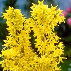 Golden Bells | Forsythia Intermedia 'Spectabilis' -Greenzy Sales Store SHR0170 3
