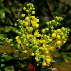 Early Spring Flowering Shrub Collection -Greenzy Sales Store SHR0172 2 33e95ec0 1a87 4671 bc6f e89d6314b114