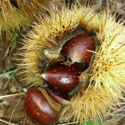 A Completely Edible Hedge | 3/5/10/20m Packs -Greenzy Sales Store SHR0200 8 3afe6535 a52c 4968 8fef 9534dc43ae3c