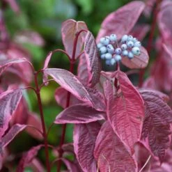 Best Value Cornus Collection | Winter Hedging -Greenzy Sales Store SHR0201 3 6c724d71 b140 4168 ad05 561da55bcb19