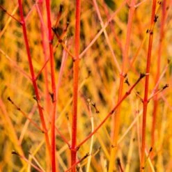 Livestock Friendly Farm Hedging | Growers' Choice | BN11 Compliant -Greenzy Sales Store SHR0205 1 acb46d59 63e6 4f13 9f3c da245b8922f1