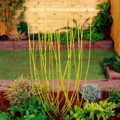 Best Value Cornus Collection | Winter Hedging -Greenzy Sales Store SHR0207 2 68af85ed 9881 4b65 b6fd 357635d4ebe6