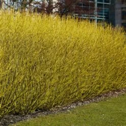 Best Value Cornus Collection | Winter Hedging -Greenzy Sales Store SHR0207 3 b70f8cab 3fbc 4fea b2ed c8df511ce172