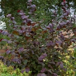 Livestock Friendly Farm Hedging | Growers' Choice | BN11 Compliant -Greenzy Sales Store SHR0208 1 c909d520 c38b 441a 8396 78a2813cb578