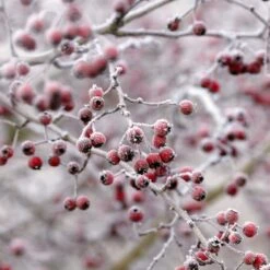 All Seasons Hedging | Growers' Choice -Greenzy Sales Store SHR0210 6 db006dde e232 40fc a1d6 5d61d21e7bf3