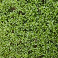Fast Growing Evergreen Hedging Wildlife Mix | Growers' Choice -Greenzy Sales Store SHR0225 2 0a078499 cb87 471e b521 23b157f3fe2e