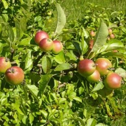 A Completely Edible Hedge | 3/5/10/20m Packs -Greenzy Sales Store SHR0229 6 df197962 6ec4 4c2f b4e3 64d05b0e1ead