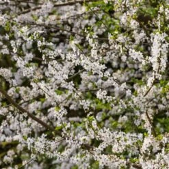 Ultimate Flowering Hedge | Growers' Choice -Greenzy Sales Store SHR0232 1 767b1cf8 b9e7 42b8 aa5a de73f59728f0